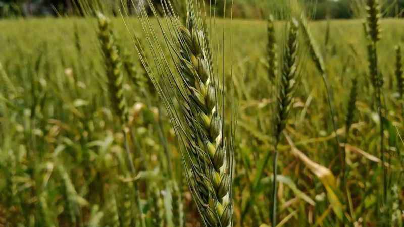 13 bin yıllık ata tohumu toprakla buluşuyor