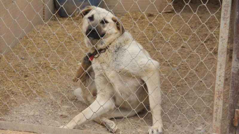 Köpeklerde yaz aylarında bu belirtilere dikkat