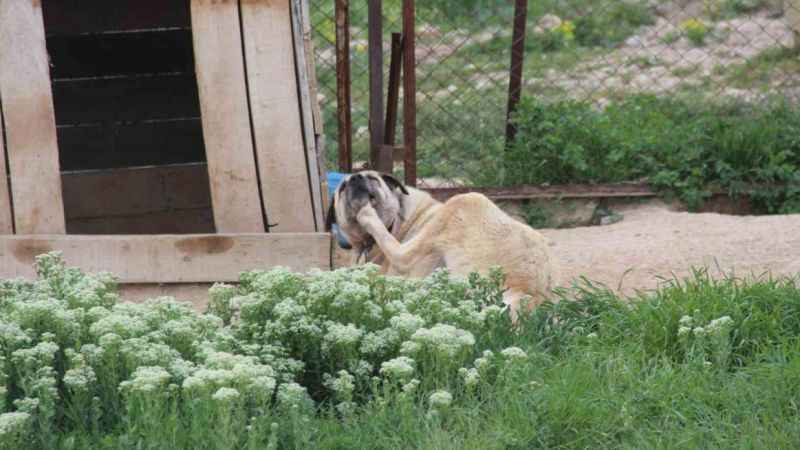 Köpeklerde yaz aylarında bu belirtilere dikkat