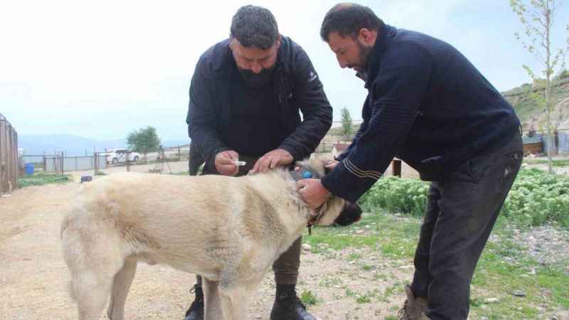 Köpeklerde yaz aylarında bu belirtilere dikkat