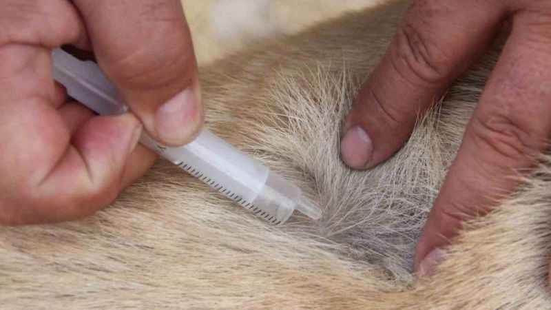 Köpeklerde yaz aylarında bu belirtilere dikkat