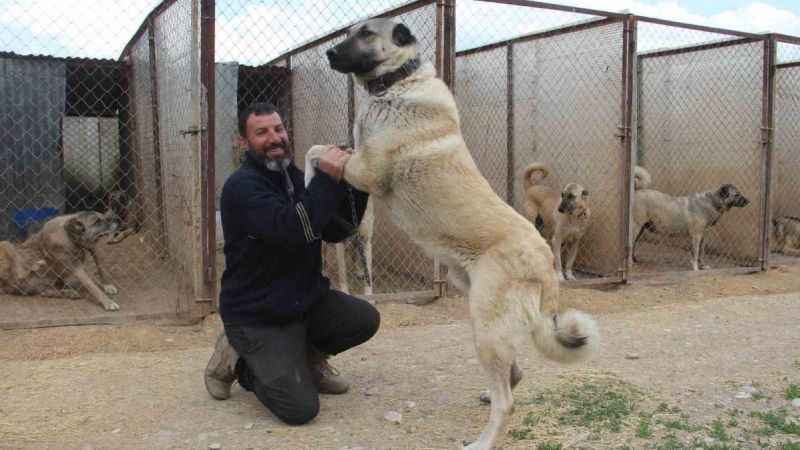 Köpeklerde yaz aylarında bu belirtilere dikkat