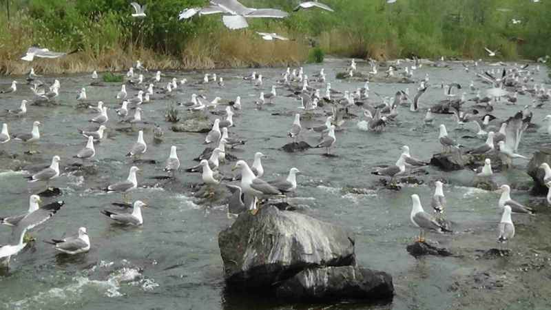 Martıların inci kefali kavgası