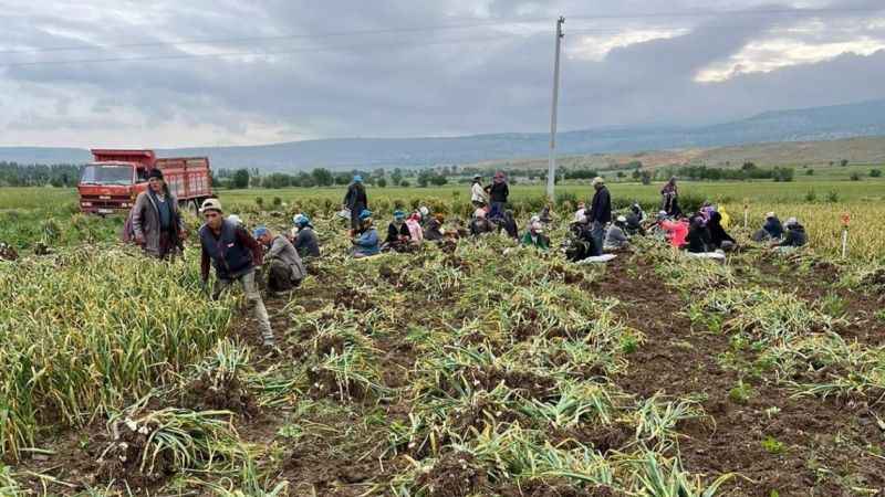 Konya’da 30 dakika süren sağanak yağış sarımsak tarlalarını vurdu