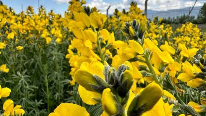Eber Sarısı görenleri mest ediyor