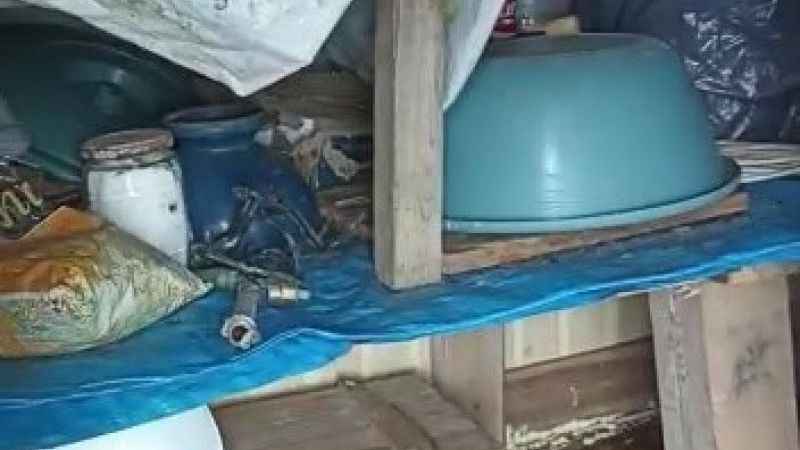 Ayılar yayla evlerini talan etti