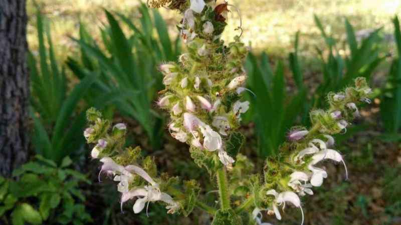 Siirt adaçayını koparmanın cezası 244 bin TL