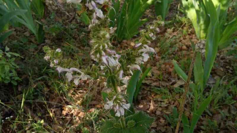 Siirt adaçayını koparmanın cezası 244 bin TL