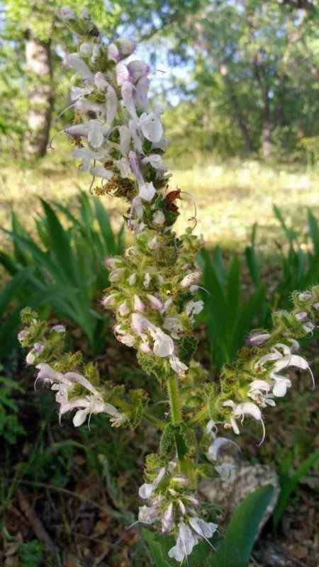 Siirt adaçayını koparmanın cezası 244 bin TL