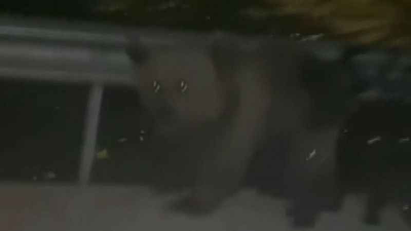 Gezmeye gittiler ayı saldırısına uğradılar