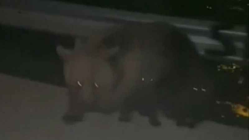 Gezmeye gittiler ayı saldırısına uğradılar