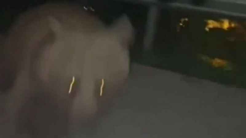 Gezmeye gittiler ayı saldırısına uğradılar