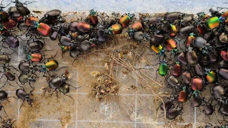 Terminatör böceklerle biyolojik mücadele