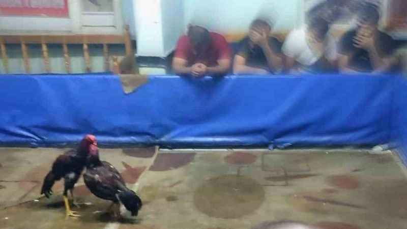 Dernekte horoz dövüşüne baskın