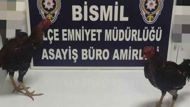 Dernekte horoz dövüşüne baskın