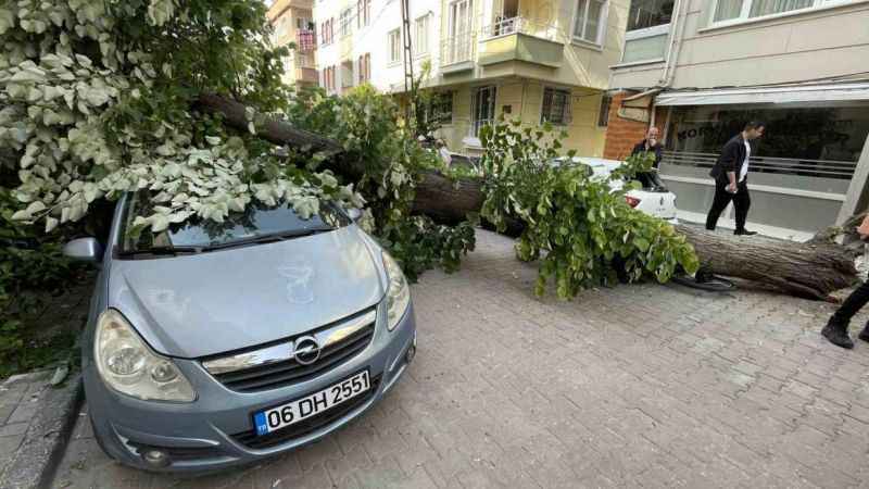 Şifa ağacı ıhlamur bu sefer öldürüyordu!