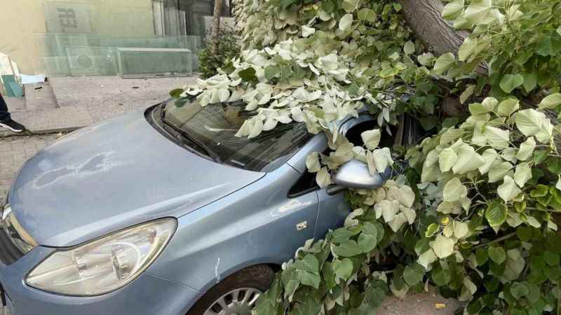 Şifa ağacı ıhlamur bu sefer öldürüyordu!