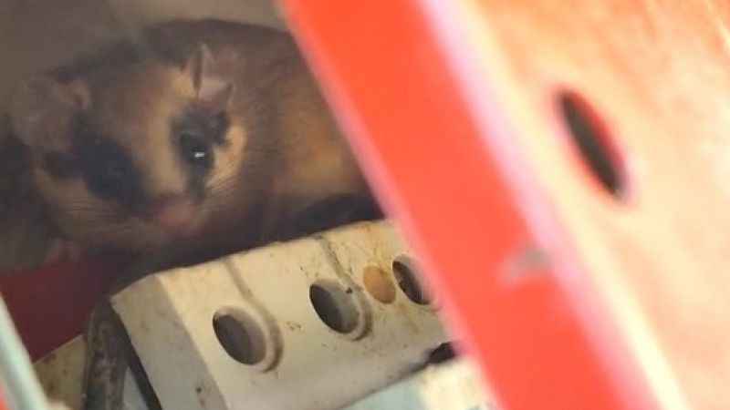  Nadir görülen yediuyur Bolu’da görüntülendi