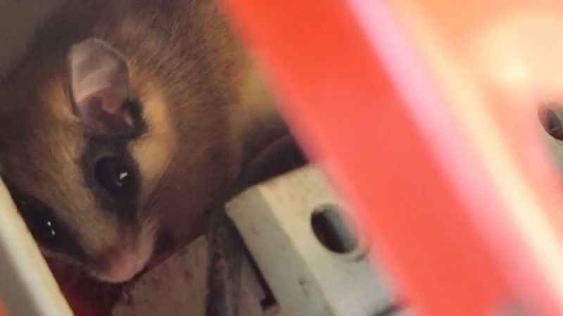  Nadir görülen yediuyur Bolu’da görüntülendi