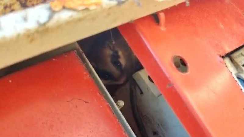  Nadir görülen yediuyur Bolu’da görüntülendi