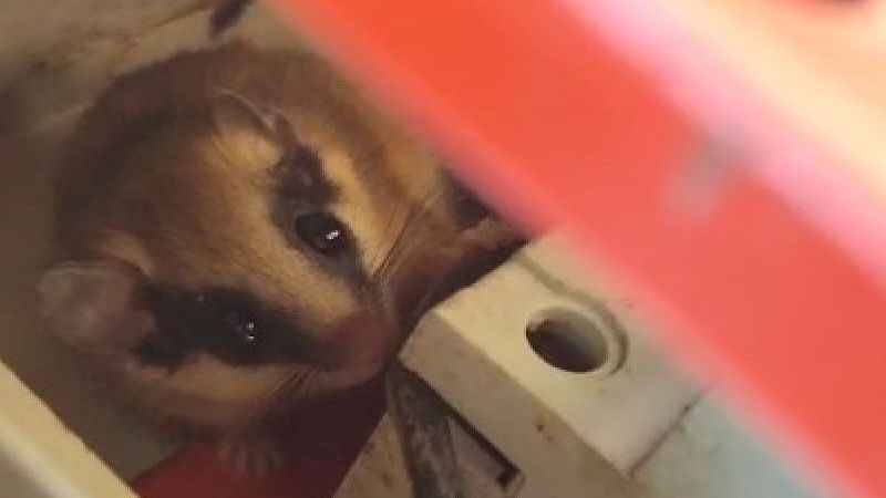  Nadir görülen yediuyur Bolu’da görüntülendi