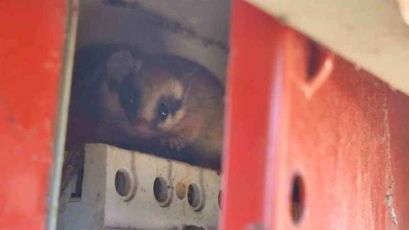 Nadir görülen yediuyur Bolu’da görüntülendi