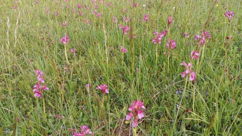 Orman köylüsünün yeni geçim kaynağı 