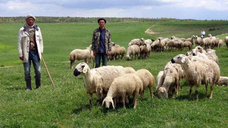 16 bin lira maaşlı işi Türkler beğenmeyince Afganlar yapıyor