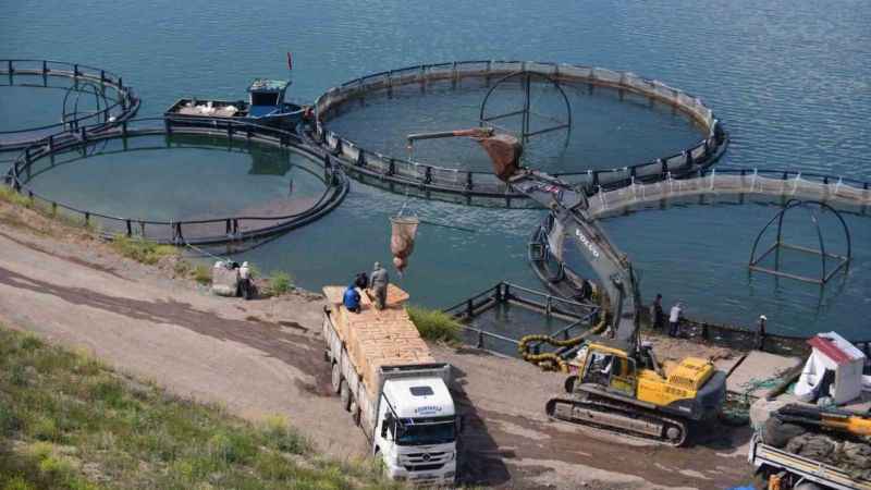 Denizi olmayan Kayseri’de somon hasadı