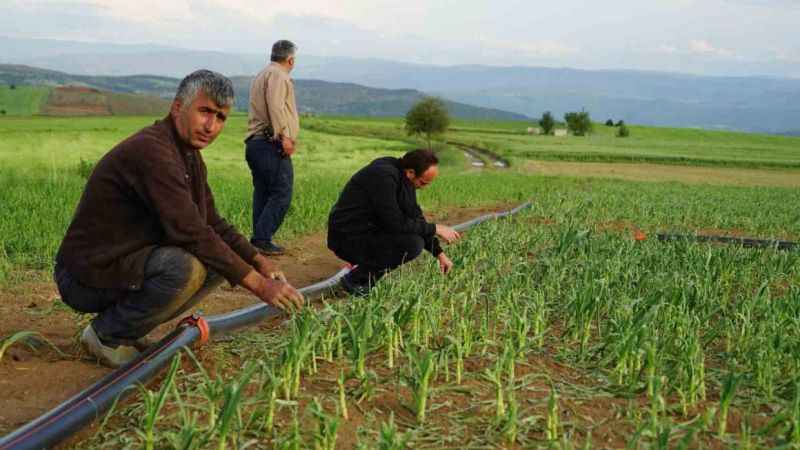 Taşköprü sarımsağını dolu vurdu