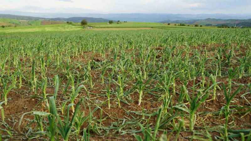 Taşköprü sarımsağını dolu vurdu