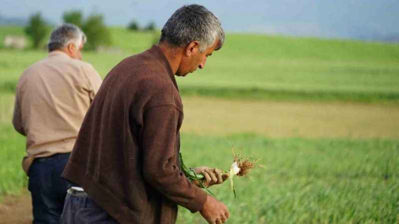Taşköprü sarımsağını dolu vurdu
