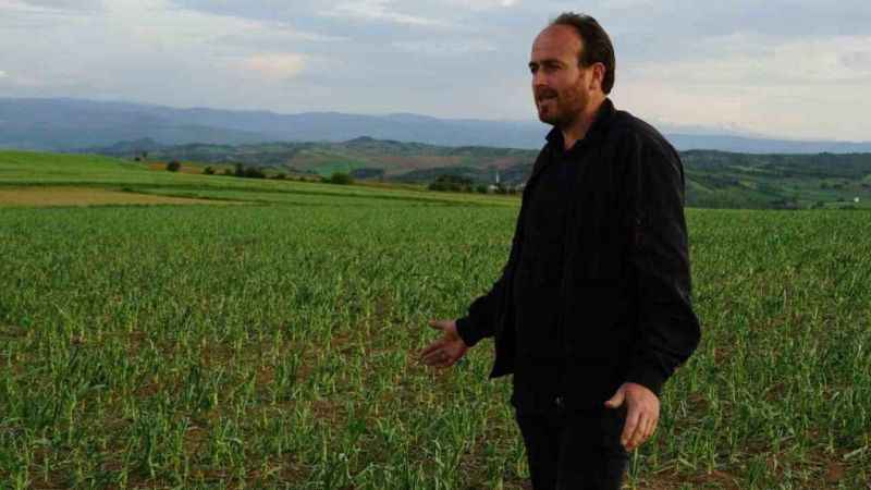 Taşköprü sarımsağını dolu vurdu