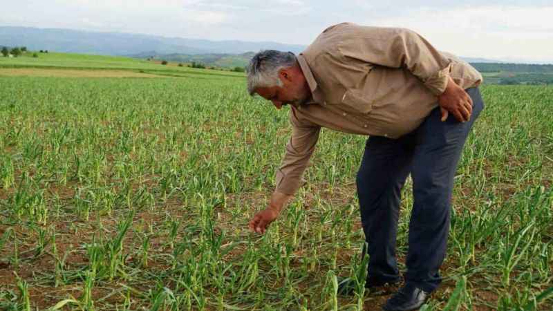 Taşköprü sarımsağını dolu vurdu