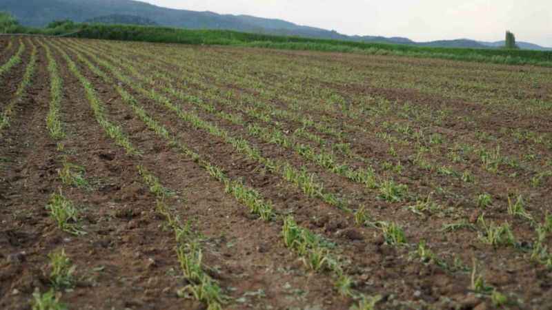 Taşköprü sarımsağını dolu vurdu