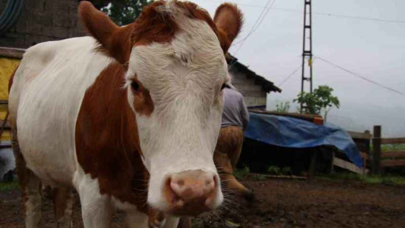 Melezlemeyle yeni bir tür büyükbaş hayvan elde etti