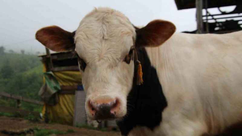 Melezlemeyle yeni bir tür büyükbaş hayvan elde etti