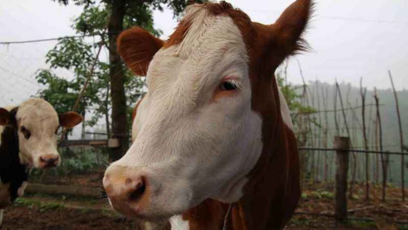 Melezlemeyle yeni bir tür büyükbaş hayvan elde etti