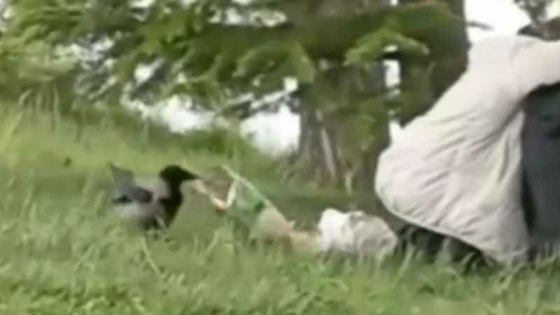 ‘Hırsız Karga’ parktaki gençlerin cipsini çaldı