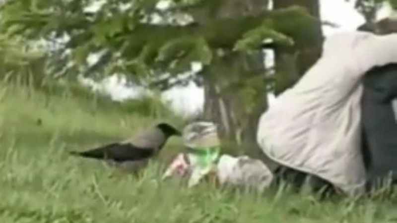 ‘Hırsız Karga’ parktaki gençlerin cipsini çaldı