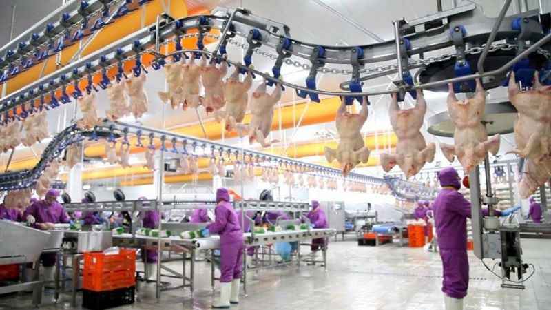 Mangalcılara müjde! Tavuk etine zam yok