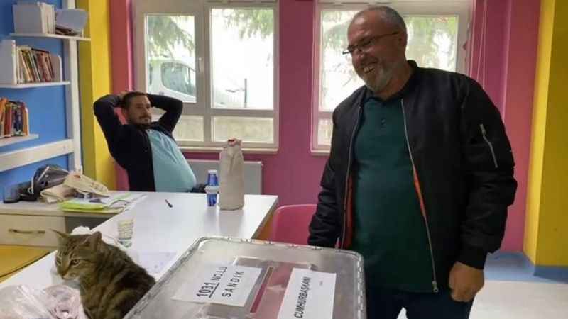 Oy sandığının başında davetsiz kedi
