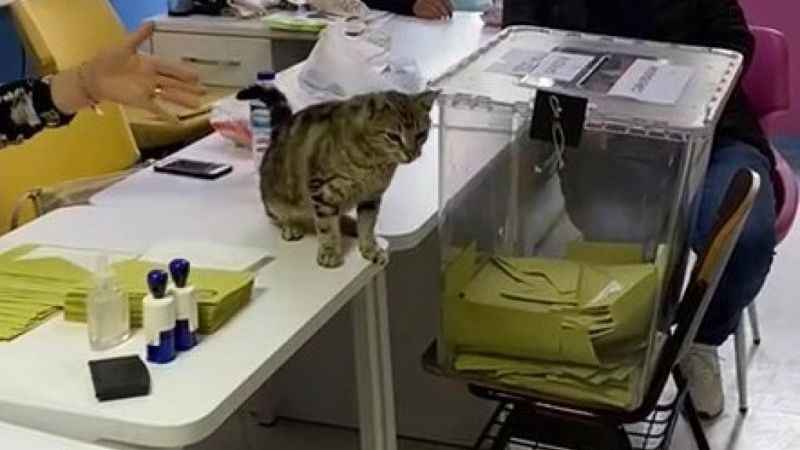 Oy sandığının başında davetsiz kedi