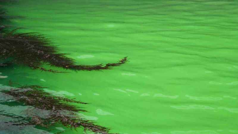 Venedik Kanalı yeşile büründü