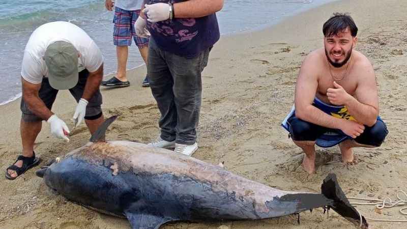 Kuşadası’nda iki yunus karaya vurdu