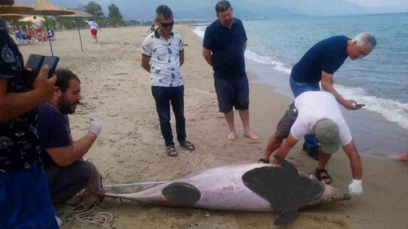 Kuşadası’nda iki yunus karaya vurdu