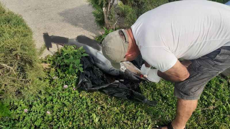 Kuşadası’nda iki yunus karaya vurdu