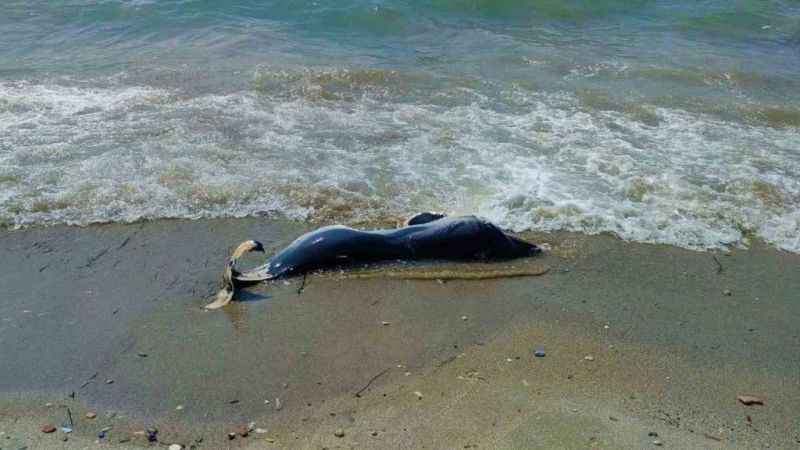Kuşadası’nda iki yunus karaya vurdu
