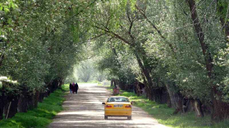 Yozgat’ın ağaç tünelli yolu görenleri hayran bırakıyor