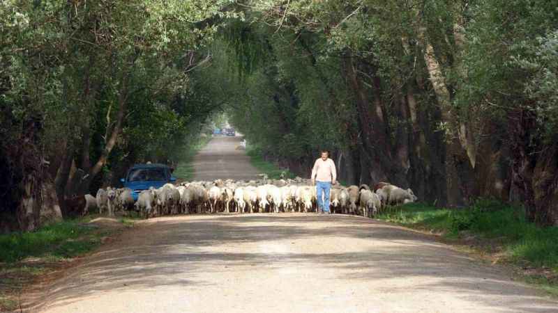 Yozgat’ın ağaç tünelli yolu görenleri hayran bırakıyor